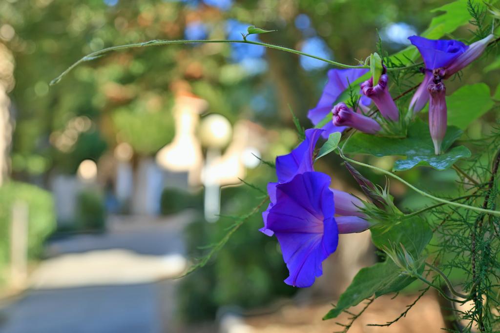 Village De Vacances Paese Di Lava, Grand Ajaccio Alata Dış mekan fotoğraf